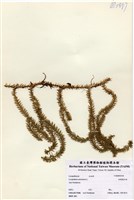 藏品(杉葉曼石松)的圖片